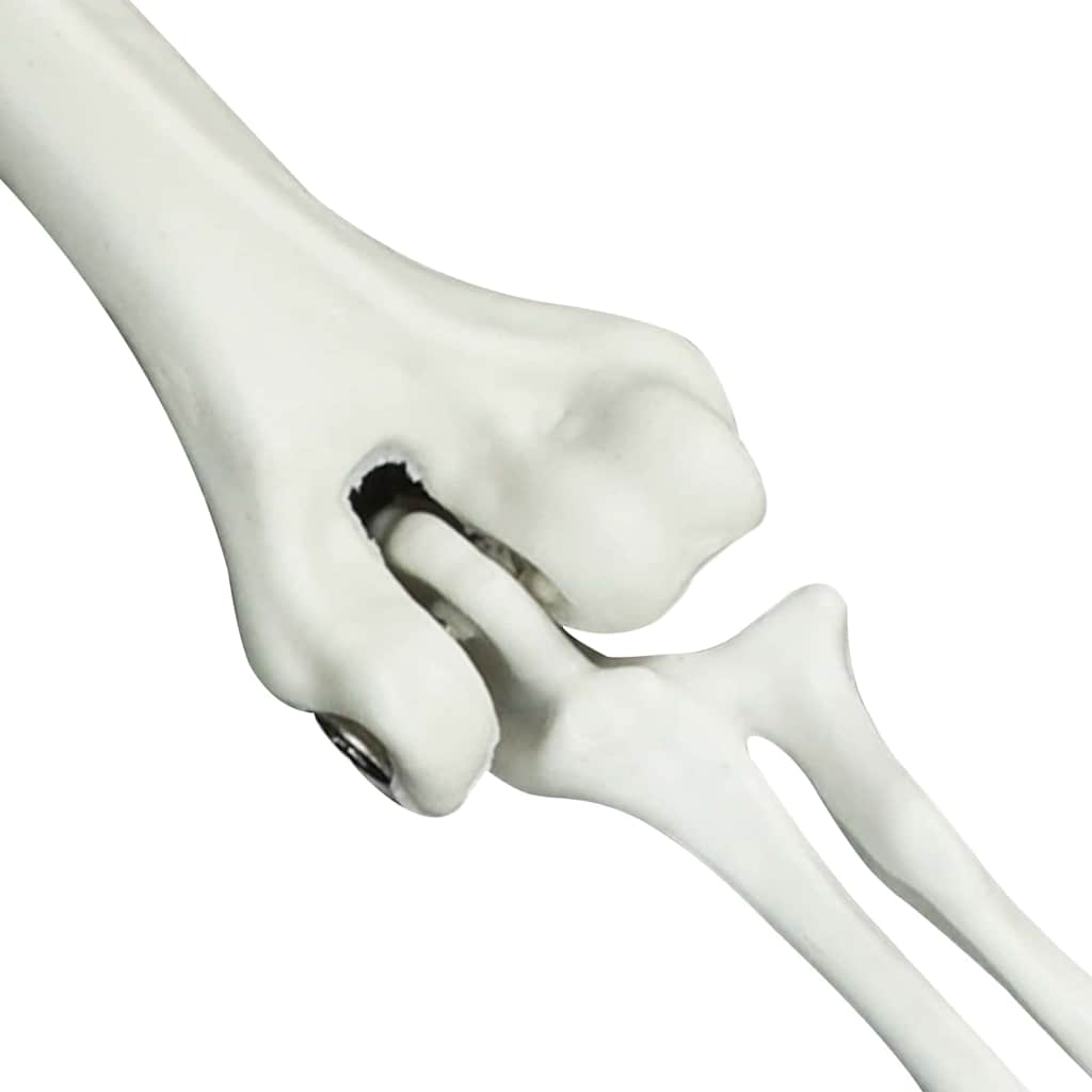Helovino skeletas su žemės kuolais Balta 45,5 x 13 cm