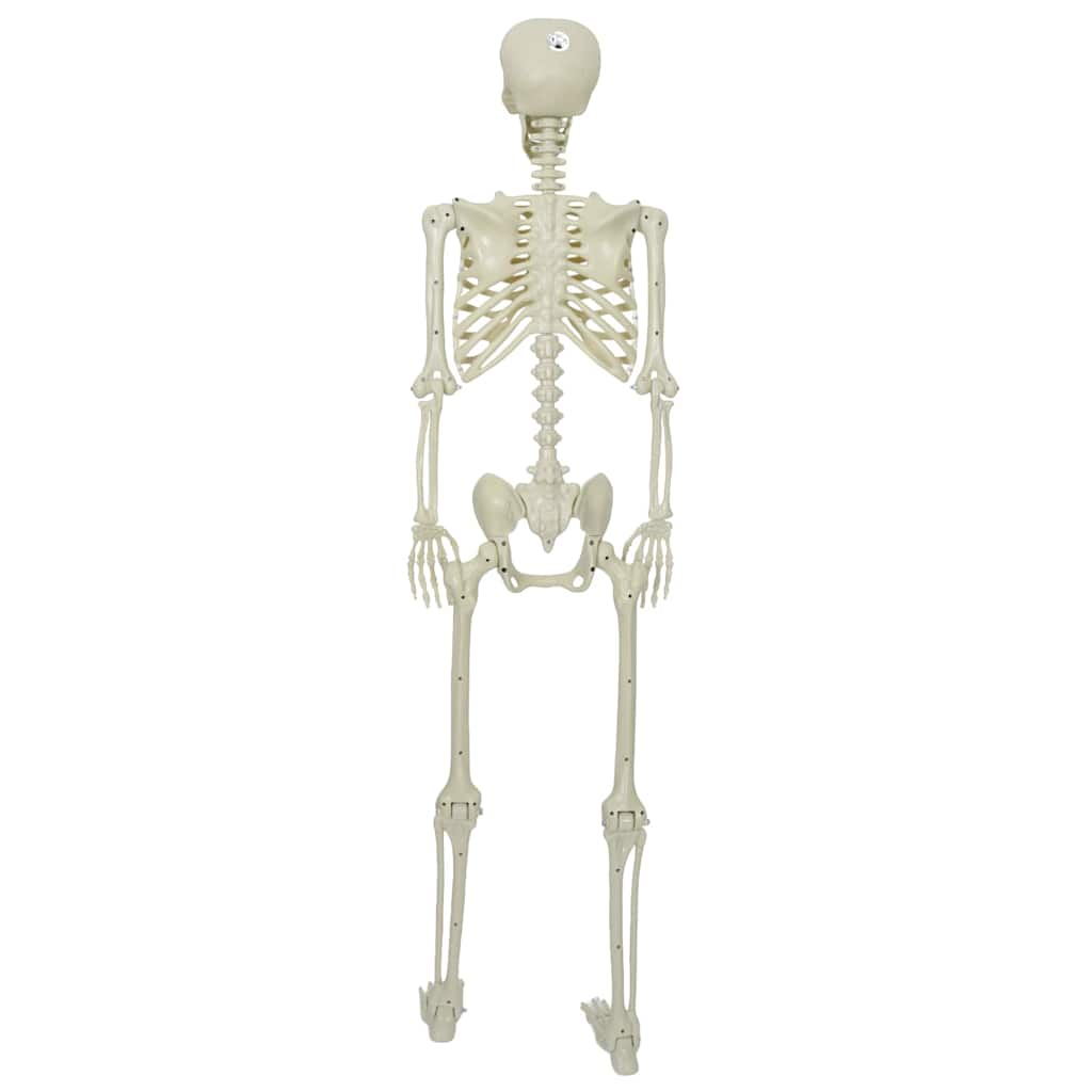 Helovino Skeleton Balta 155 x 38.5 cm Plastmasė
