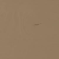 HOUT_IMPERFECTIE_Grenenhout_Mud_Geschuurd_01