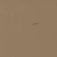 HOUT_IMPERFECTIE_Grenenhout_Mud_Geschuurd_01