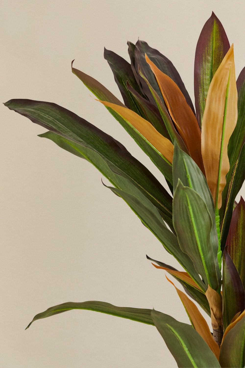 Dirbtinio augalo DRACENA kitu kampu