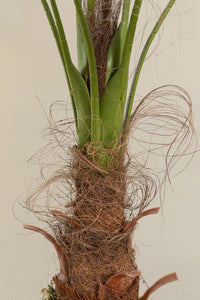 Dirbtinė palmė PALMERA atvirų ir uždarų skyrių vaizdas