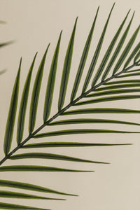 Dirbtinė palmė PALMENA