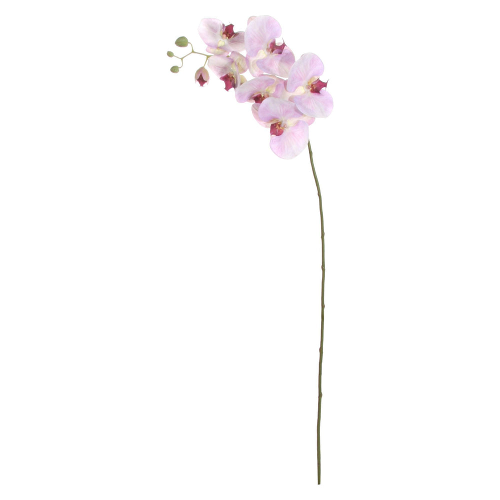 Dekoratyvinis augalas - orchidėja
