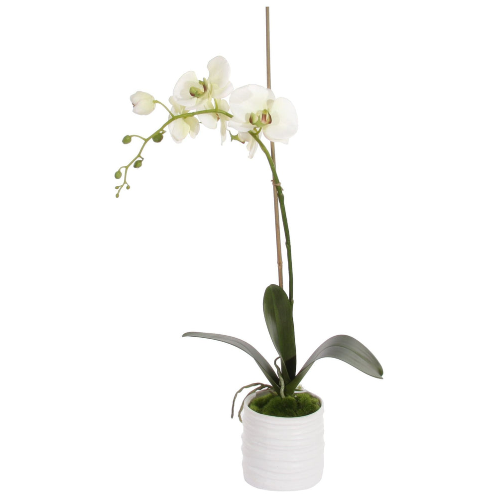 Dekoratyvinis augalas - Orchidėja, 65 cm