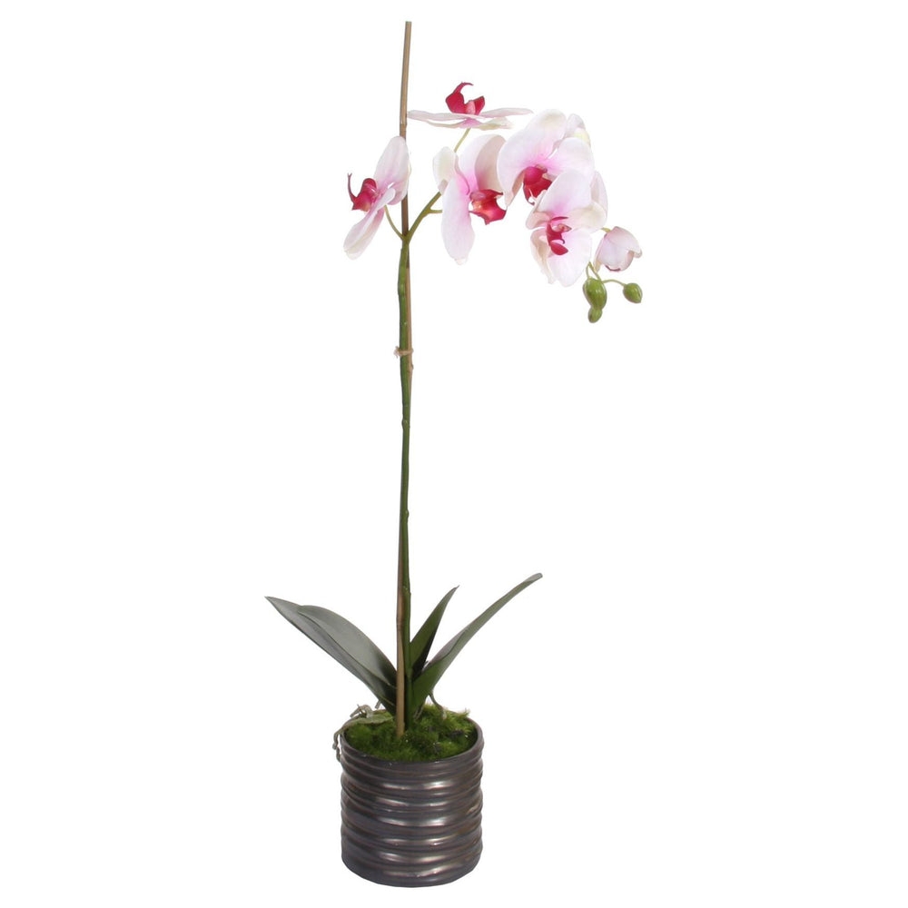 Dekoratyvinis augalas - orchidėja, 65 cm.