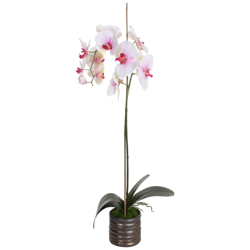 Dekoratyvinis augalas - orchidėja, 75 cm.
