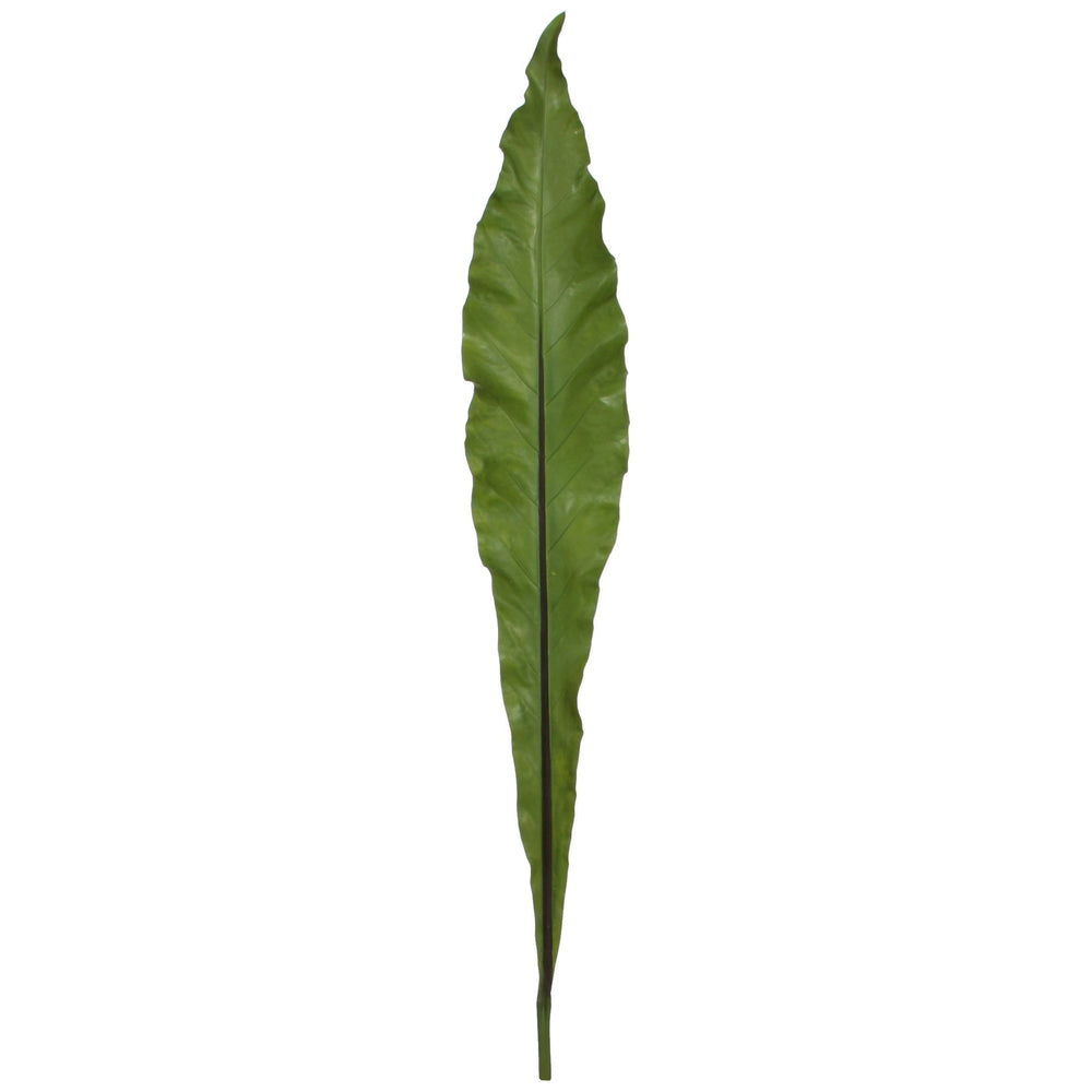 Dekoratyvinis augalas -  Anturio lapas, 145 cm.