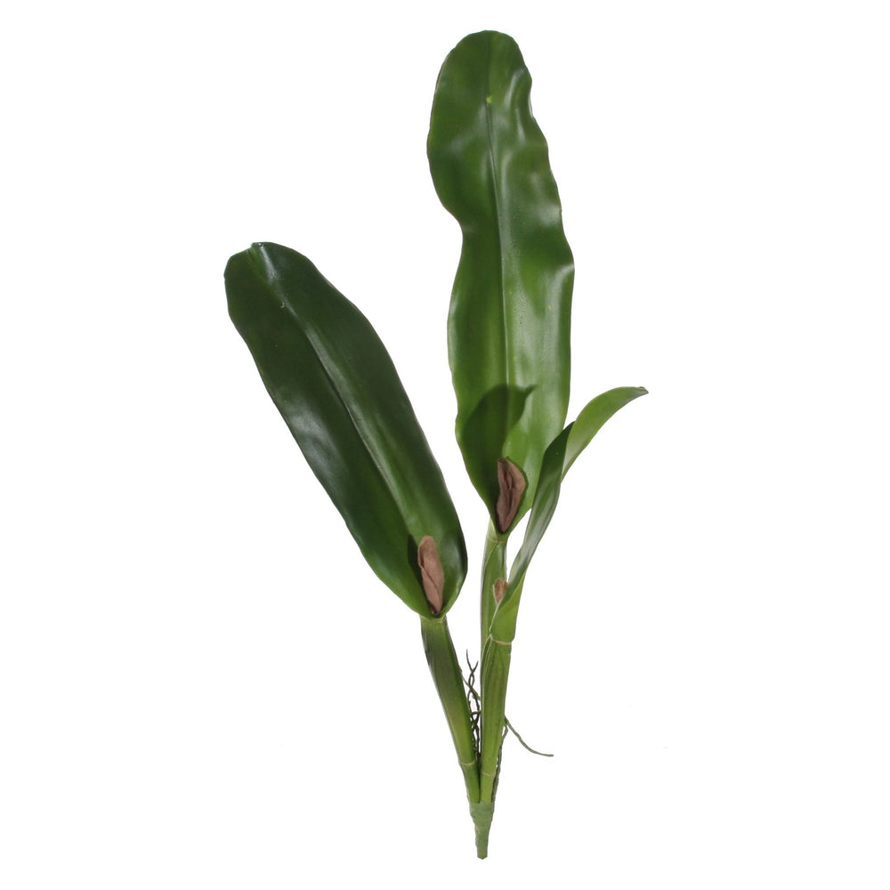 Dekoratyvinis katlėjos lapas, žalia spalva, 63 cm