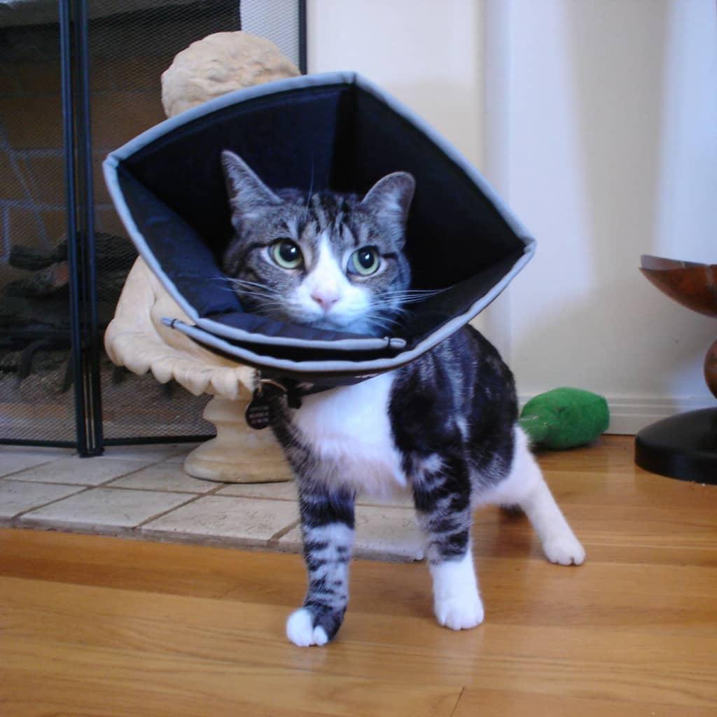 All Four Paws Apsauginė apykaklė Comfy Cone, juodos spalvos, 30cm, XL