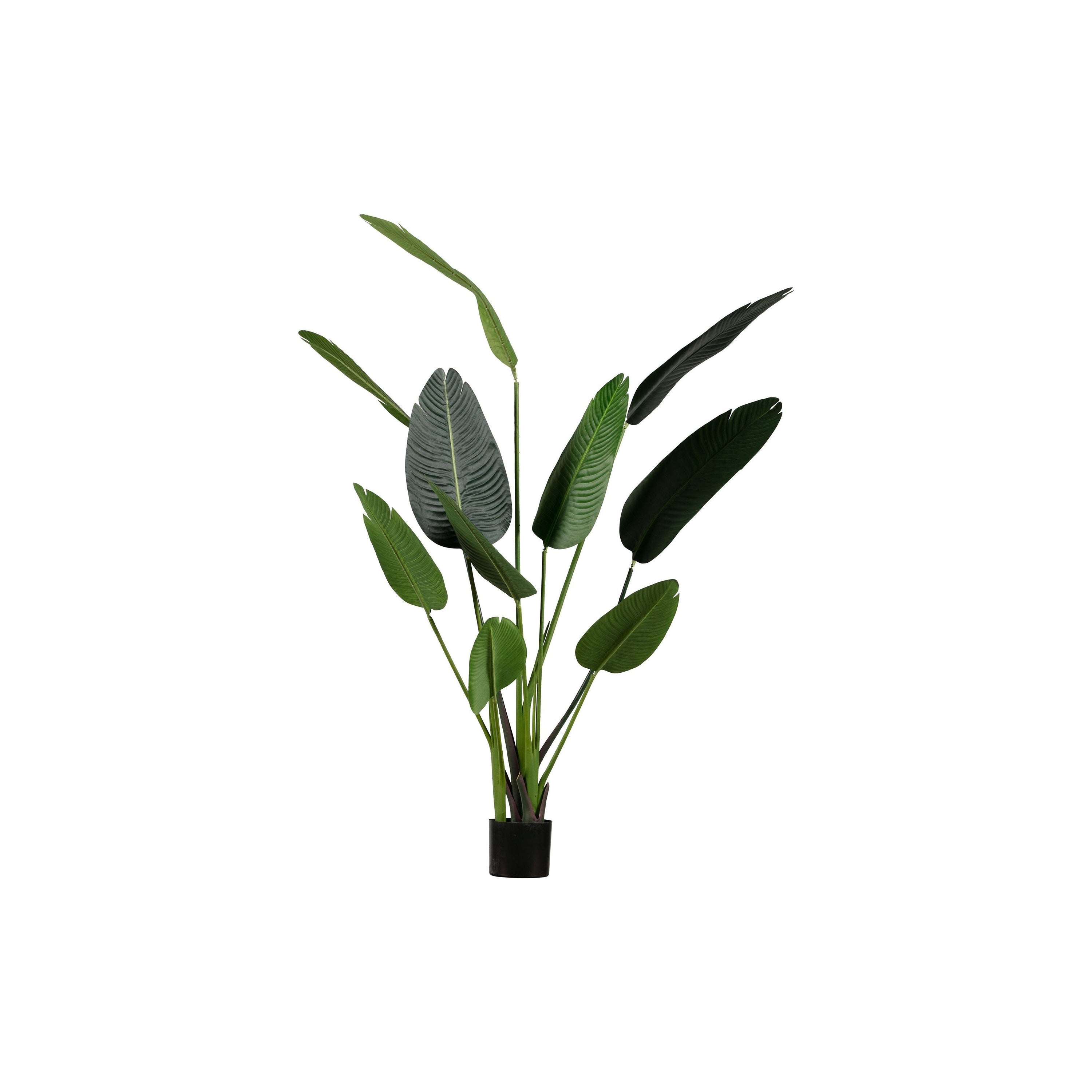 Dirbtinis augalas - "STRELITZIA"  164 cm.